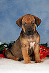 Rhodesian Ridgeback Welpe / rhodesian ridgeback puppy