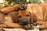 Rhodesian Ridgeback Welpen / rhodesian ridgeback puppies