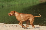 Rhodesian Ridgeback