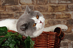 Britisch Kurzhaar / british shorthair