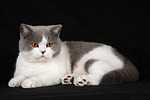 Britisch Kurzhaar / british shorthair