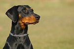 Dobermann / doberman pinscher