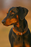 Dobermann / doberman pinscher