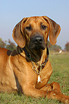 Rhodesian Ridgeback