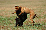 Havaneser und Rhodesian Ridgeback / Havaneser and Rhodesian Ridgeback