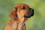 Rhodesian Ridgeback Welpe / rhodesian ridgeback puppy