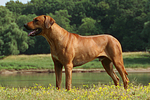 Rhodesian Ridgeback