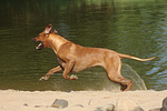 Rhodesian Ridgeback