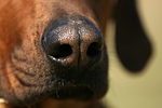 Rhodesian Ridgeback Nase / rhodesian ridgeback nose