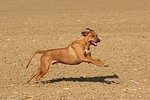 Rhodesian Ridgeback