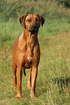 Rhodesian Ridgeback