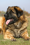 Leonberger