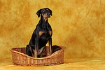 Dobermann im Körbchen / Doberman Pinscher in basket