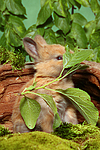 junges Zwergkaninchen / young dwarf rabbit