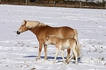 Haflinger / haflinger horses