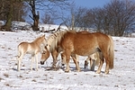 Haflinger / haflinger horses