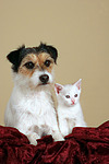 Parson Russell Terrier und Kätzchen / parson russell terrier and kitten