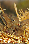 Kaninchen / bunnies