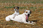 American Staffordshire Terrier & Parson Russell Terrier