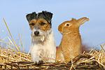 Parson Russell Terrier und Zwergkaninchen / prt and dwarf rabbit