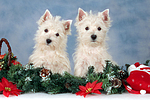 West Highland White Terrier Welpen / West Highland White Terrier Puppies