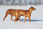 2 Rhodesian Ridgebacks im Schnee / 2 Rhodesian Ridgebacks in snow