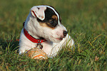 liegender Parson Russell Terrier Welpe / lying PRT puppy