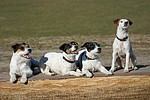 Jack und Parson Russell Terrier / Jack and Parson Russell Terrier