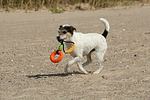 Parson Russell Terrier