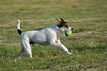 Parson Russell Terrier