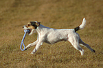 Parson Russell Terrier