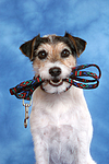 Parson Russell Terrier