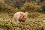 Goldhamster / golden hamster