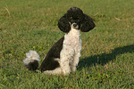 Zwergpudel / toy poodle