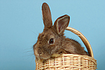 Kaninchen / rabbit