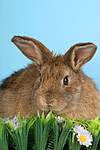 Kaninchen / rabbit