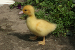 junge Warzenente / young muscovy duck