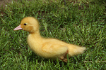 junge Warzenente / young muscovy duck