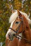 Haflinger Portrait / haflinger horse portrait