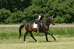 Frau reitet Sachsen Anhaltiner Warmblut / woman rides warmblood