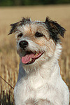 hechelnder Parson Russell Terrier / panting PRT