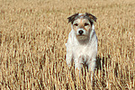 stehender Parson Russell Terrier / standing PRT