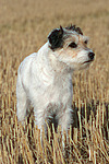 stehender Parson Russell Terrier / standing PRT