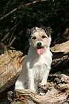 sitzender Parson Russell Terrier / sitting PRT