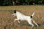 rennender Parson Russell Terrier / running PRT