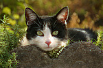 liegende Hauskatze / lying domestic cat