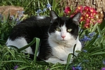 Hauskatze im Frühling / domestic cat in spring