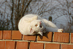 Hauskatze rollt sich / rolling domestic cat