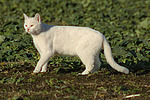 stehende Hauskatze / standing domestic cat