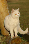 weiße Hauskatze im Abendlicht / white domestic cat